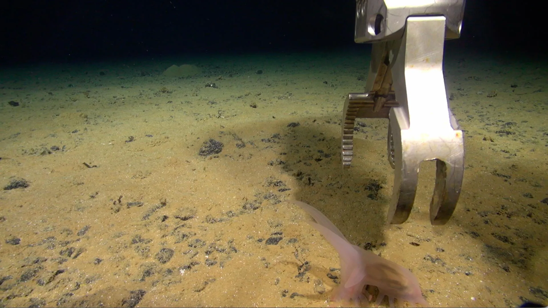 太平洋で新種の生物発見