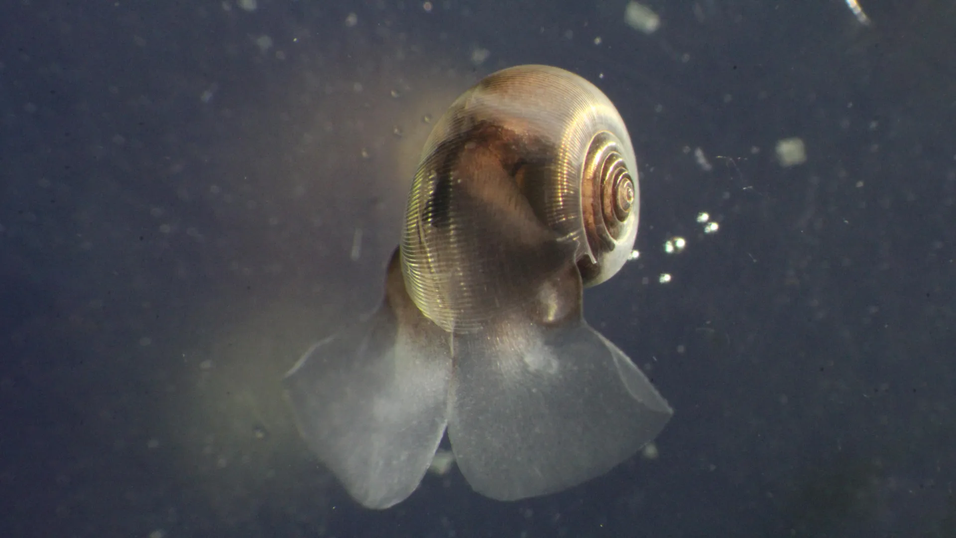 海洋プランクトンの重要性