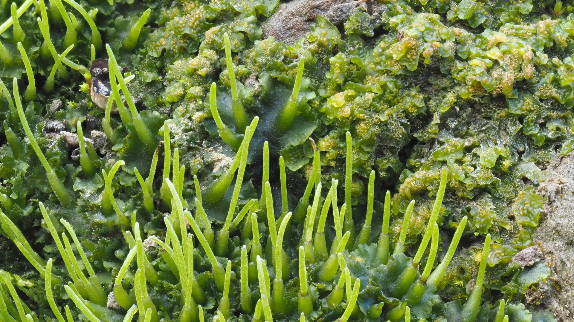 植物のトリックで収量向上