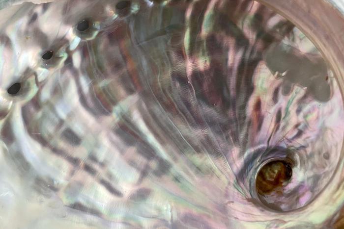 アワビの殻が示す歴史