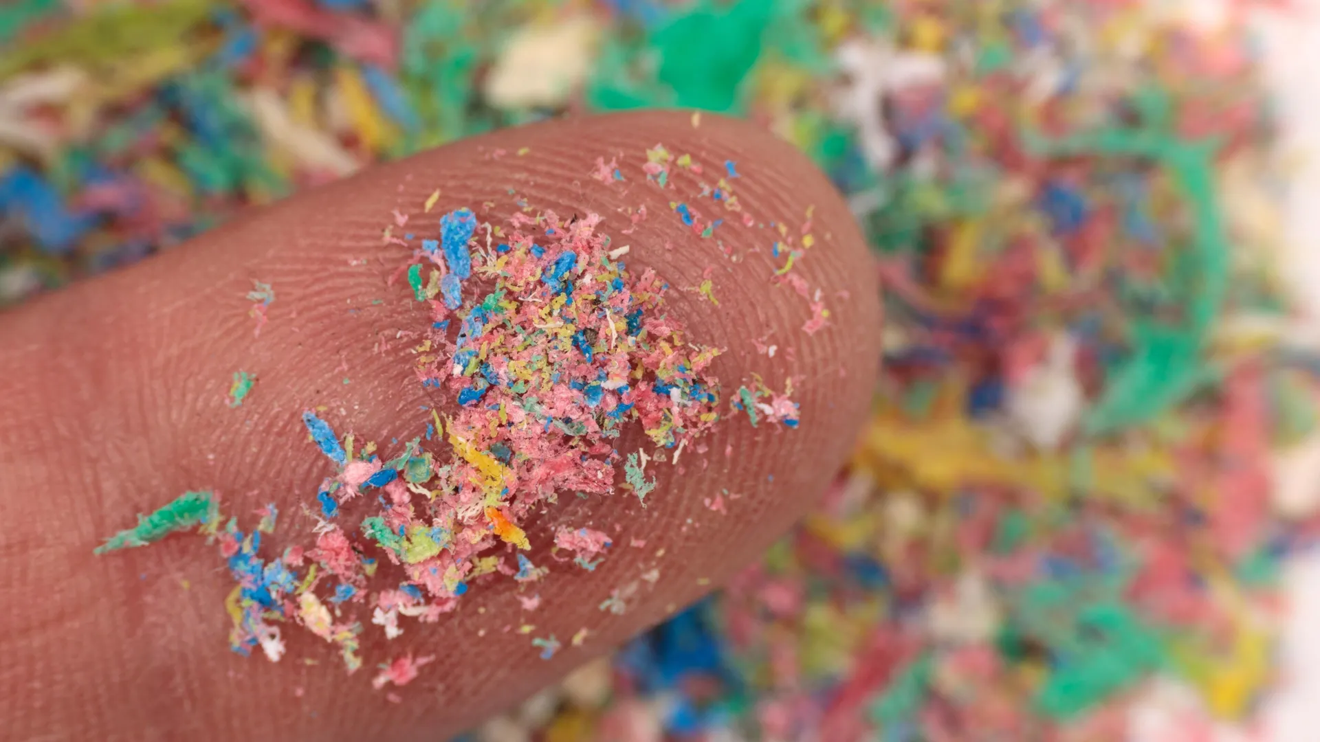 南極の昆虫とプラスチック