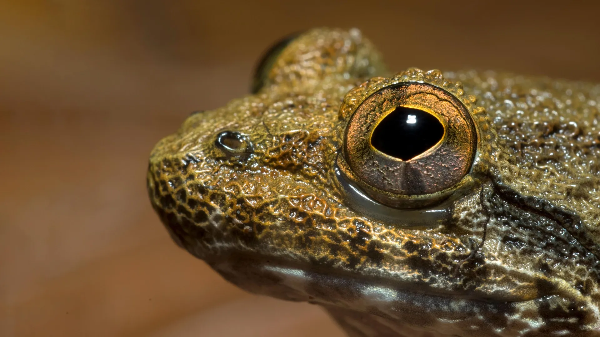 ボルネオのカエルに新種発見