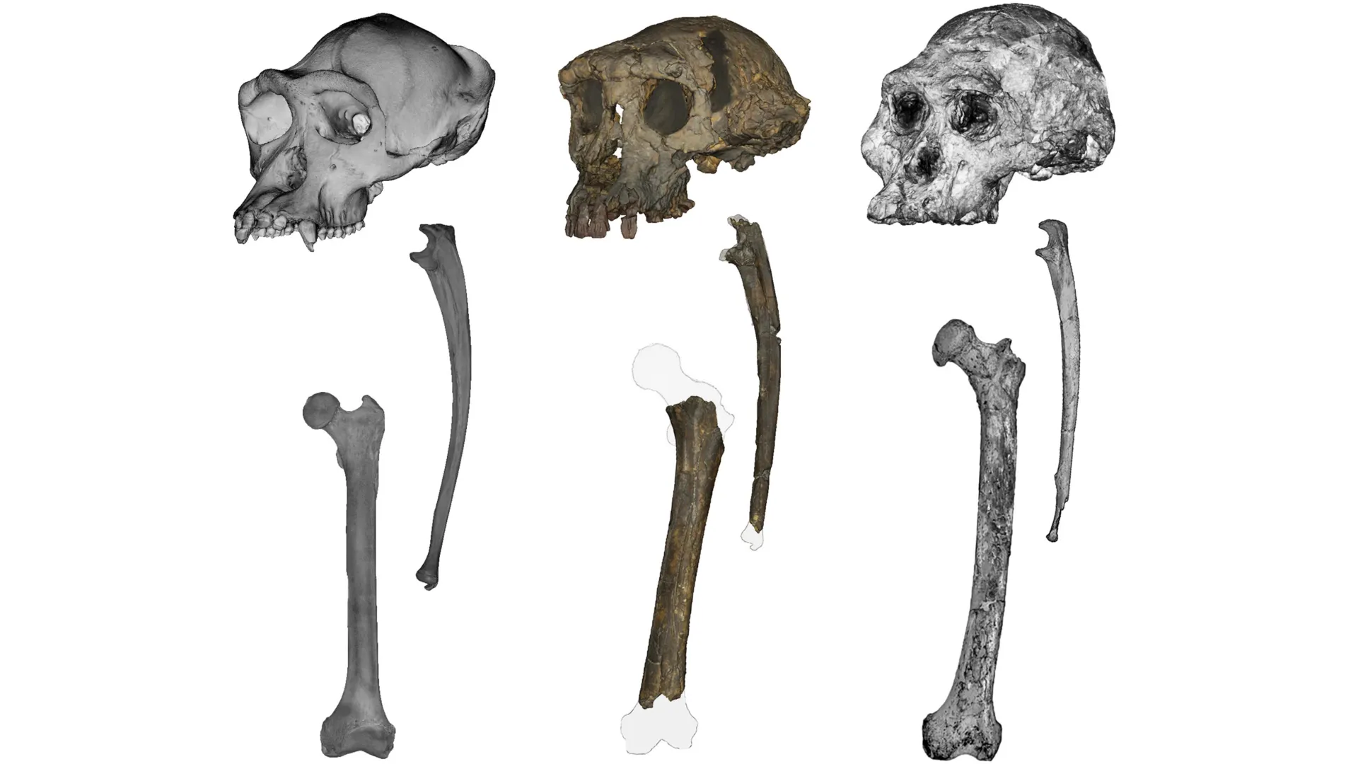 700万年前の二足歩行